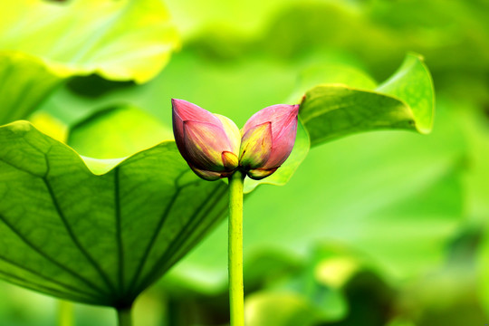 夏日莲莲