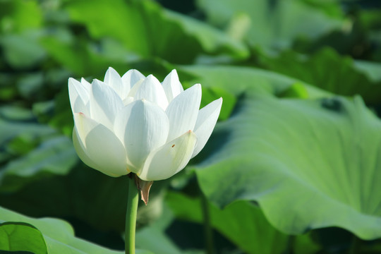 夏季荷花素材背景