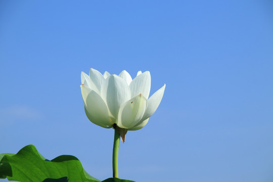 夏季荷花素材背景