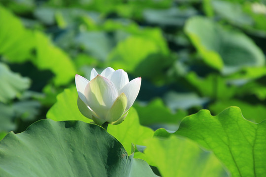 夏季荷花素材背景