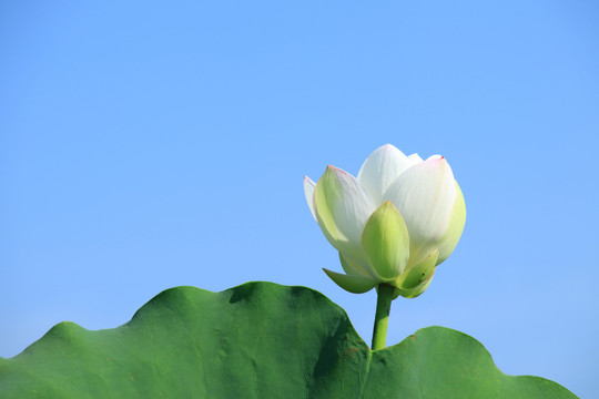 夏季荷花素材背景