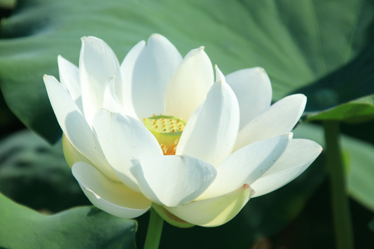 夏季荷花素材背景