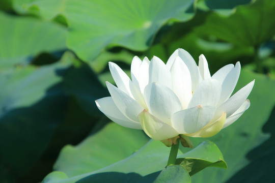 夏季荷花素材背景