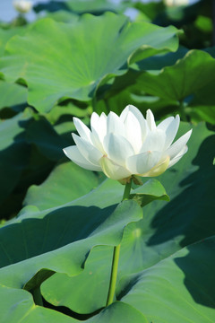 夏季荷花素材背景