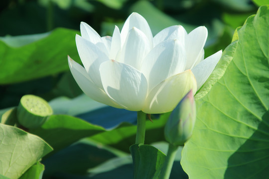 夏季荷花素材背景