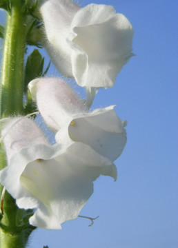 芝麻花