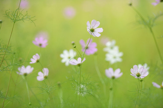 格桑花素材