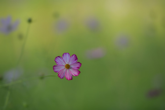 画意格桑花