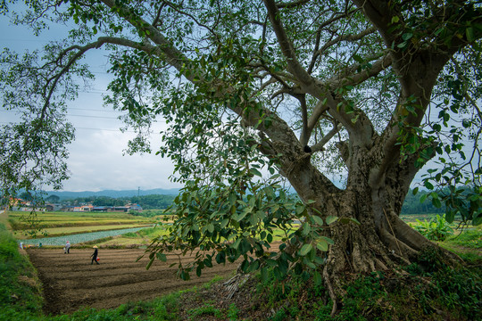 榕樹田野