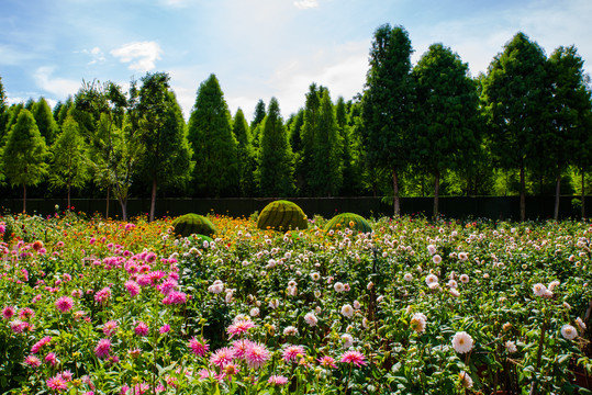 鲜花种植