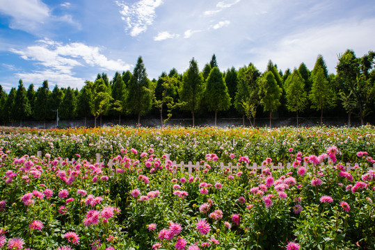 花田