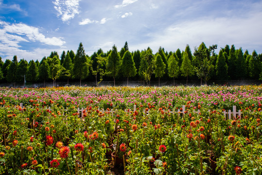 鲜花种植