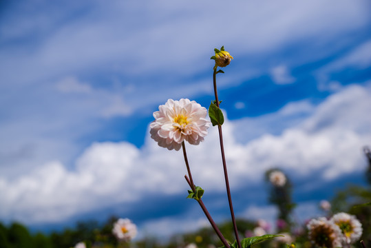 东洋菊