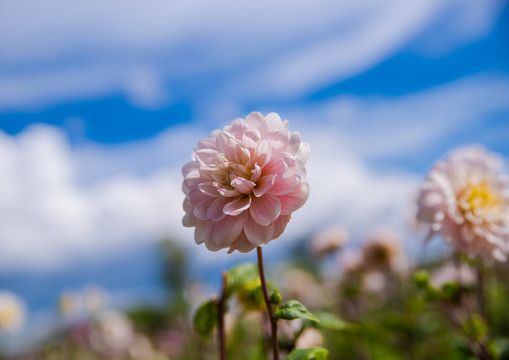 东洋菊