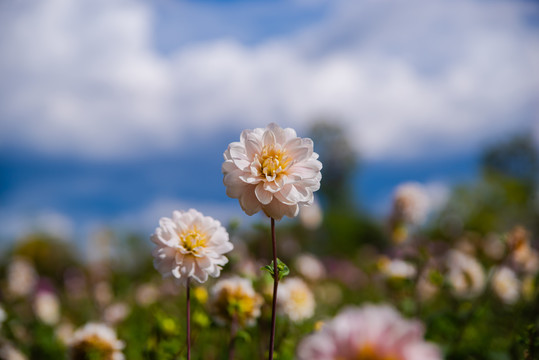 东洋菊