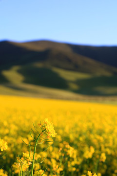 青海油菜花