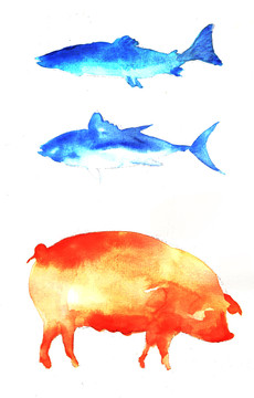 猪鱼水彩插画