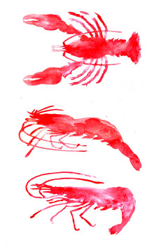 蝦水彩插畫