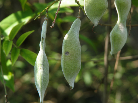 豆科植物鸡血藤的荚果