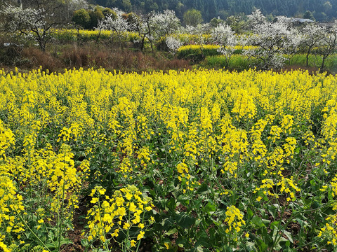 油菜花