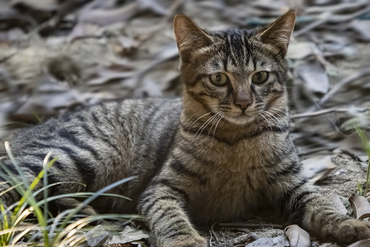 狸花猫