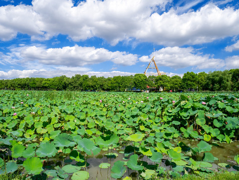 南昌艾溪湖湿地公园