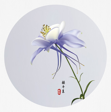 矢量耬斗菜