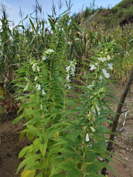 芝麻开花