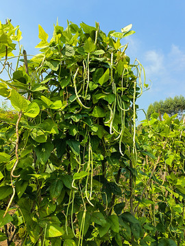 豆角种植