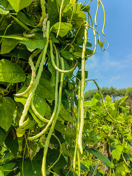 豆角种植