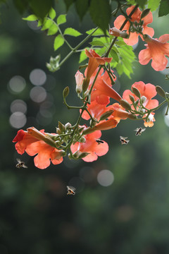 凌霄花