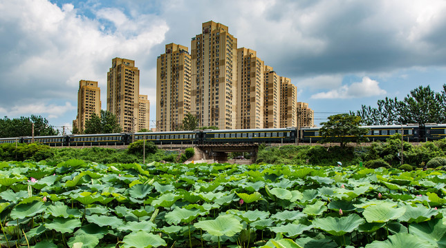 荷塘风光