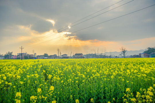 油菜花