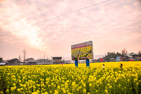 油菜花