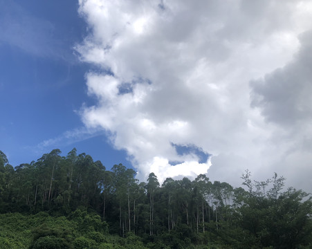 蓝天白云树木远山风景