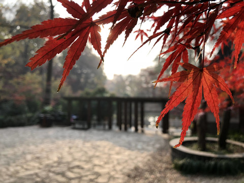 南京栖霞山红叶