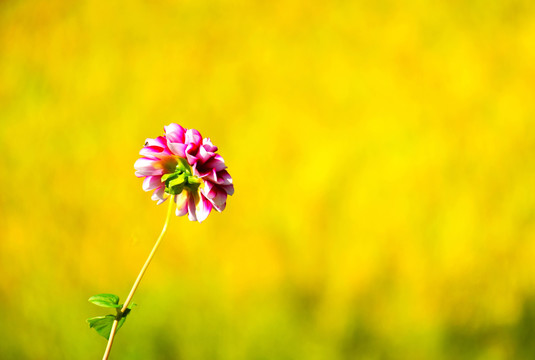 成熟的稻田与花