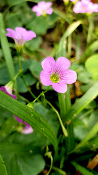 红花酢浆草