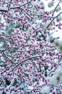 颐和园雪后桃花