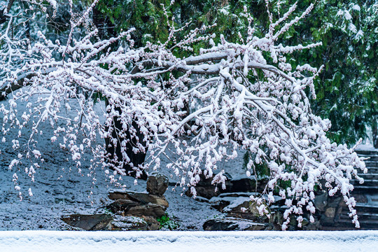 颐和园雪后桃花