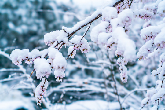 颐和园雪后桃花