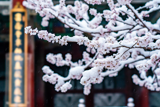 颐和园雪后桃花