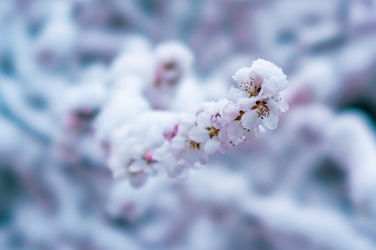 颐和园雪后桃花