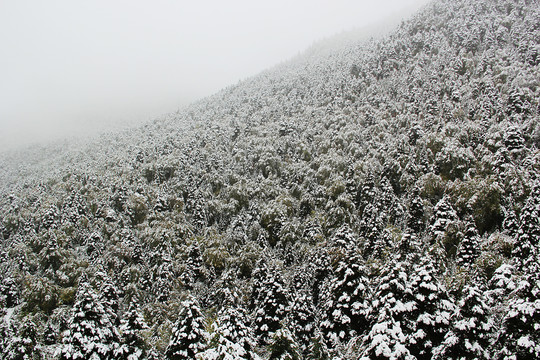 林海雪原