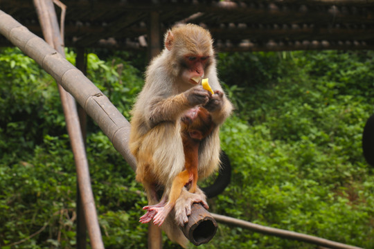 猴子妈妈吃香蕉