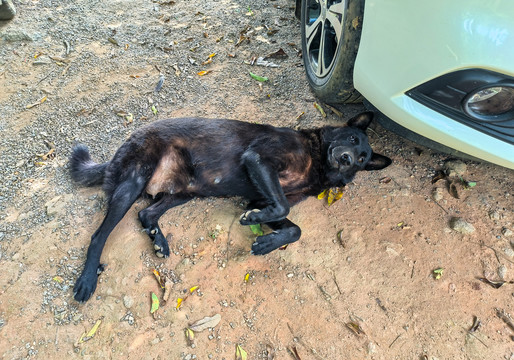 中华田园犬