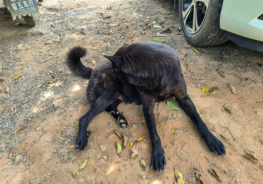 中华田园犬