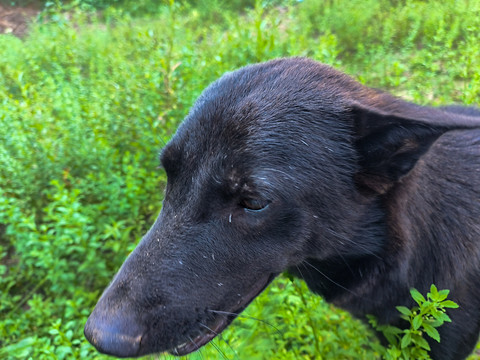 中华田园犬特写