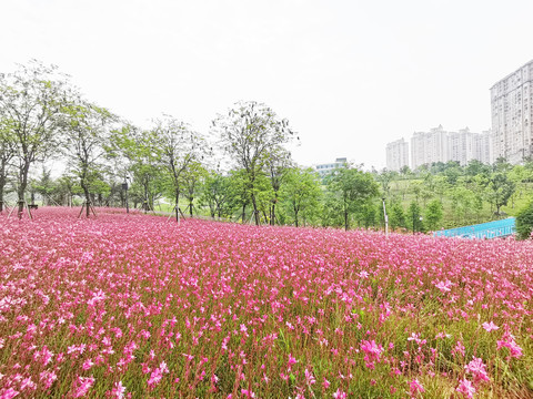 山桃草花海