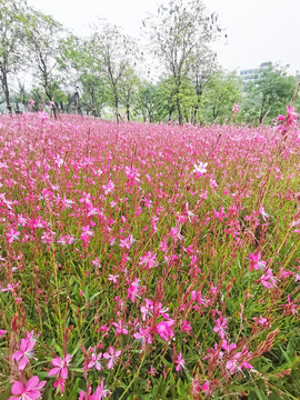 山桃草花海